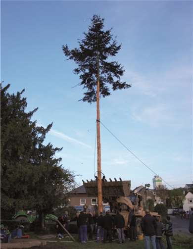 Hans Burr (Hännes) saß in seinem Ungetüm und setzte den großen Baum wie einen Zahnstocher ein.
