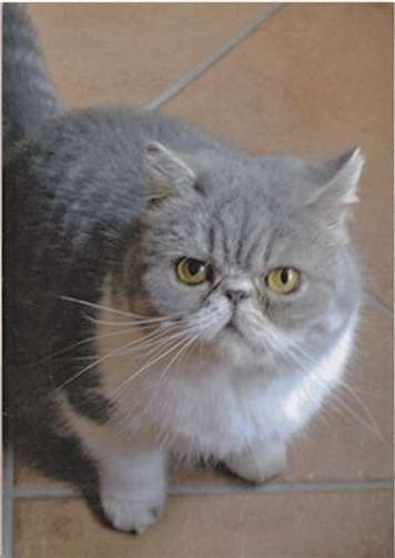 Happy sucht ein neues Zuhause.privat