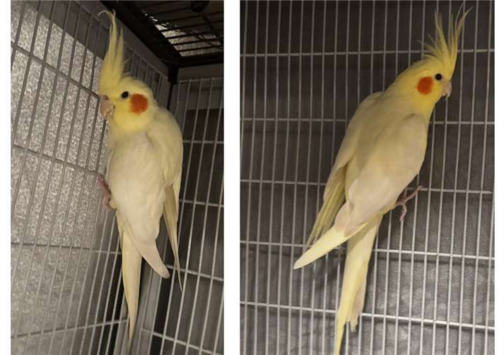 Haribo und Colorado. Fotos: Tierheim und Tierschutzverein Kreis Ahrweiler e.V./Claus Krah