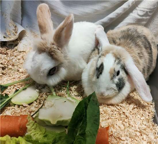 Haribo und Honey.  Foto: privat