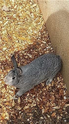 Hasendame Chanel sucht Anschluss.