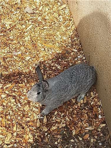 Hasendame Chanel.Fotos: privat