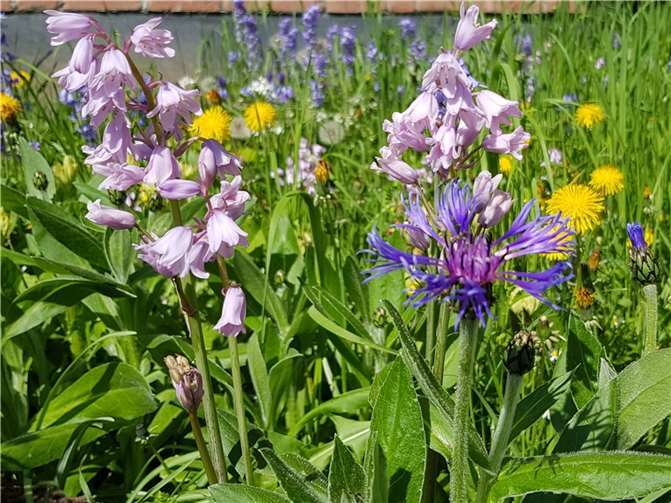 Hasenglöckchen, Garten-Kornblume, Löwenzahn im Blumenrasen. Fotos: privat