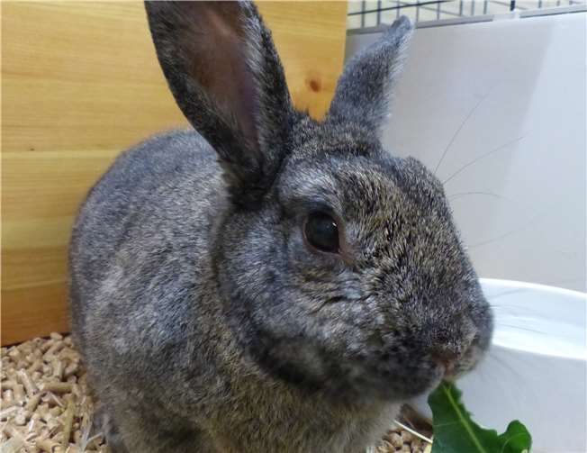 Hasenopa Obelix sucht eine Partnerin. Privat