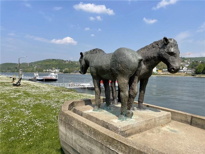 Hatten Schwerstarbeit zu leisten: Die Treidelpferde von Kripp. Foto: ROB