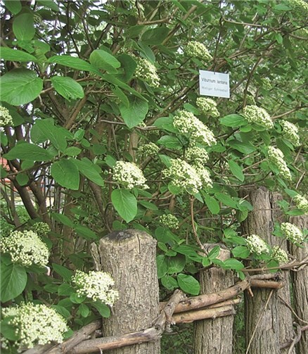 Hecke aus Wolligem Schneeball - Lebensraum für Kleintiere. Privat