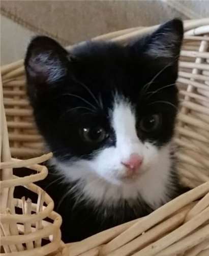 Heidi kam in einer Pflegestelle des Vereins unter und wurden von dort in liebevolle Hände vermittelt. privat