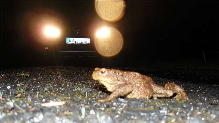 Heimische Amphibien wie die Erdkröte treten die Wanderung zu ihren Laichplätzen vorzugsweise nachts an. Dabei überqueren sie mitunter auch Verkehrsstraßen. Für die Überquerung benötigen Sie etwa 15 Minuten. Foto: Stefan Backes/SGD Nord