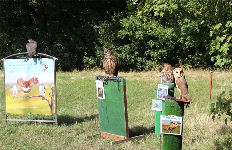 Heimische Greifvögel nahmen einen besonderen Themenschwerpunkt ein.