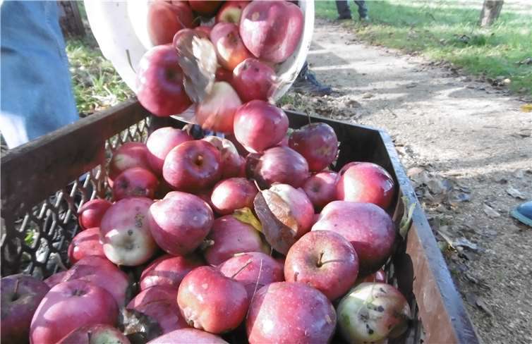 Heimische ungespritzte Äpfel unserer Streuobstwiesen - nicht nur prächtig und schön anzusehen, sondern auch gesund (über 30 Vitamine, Spurenelemente und wertvolle Mineralstoffe!) - und so lecker! David Staab