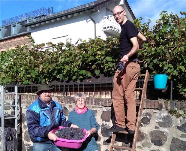 Heinz Wilms und Gabriele Fischer Wilms mit Mario Messer bei der Traubenlese. Foto: -AB-