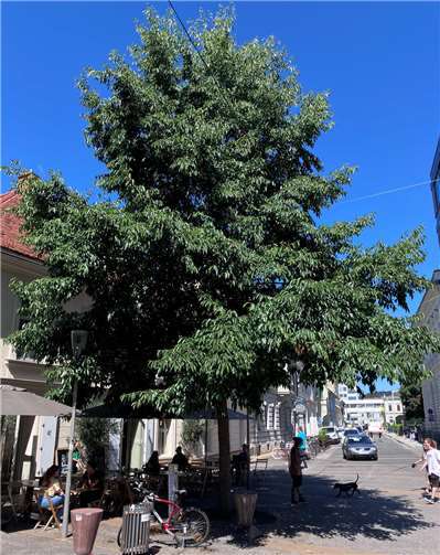 Heiße, trockene Sommer und schwankende Niederschlagsmengen setzen den Bäumen in unseren Städten und Dörfern zunehmend zu. Foto: Klaus Körber