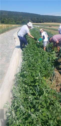 Helfer auf dem Gemüse-Acker. Foto:privat