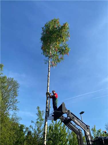 Helmut Kolzem stellt den Baum.