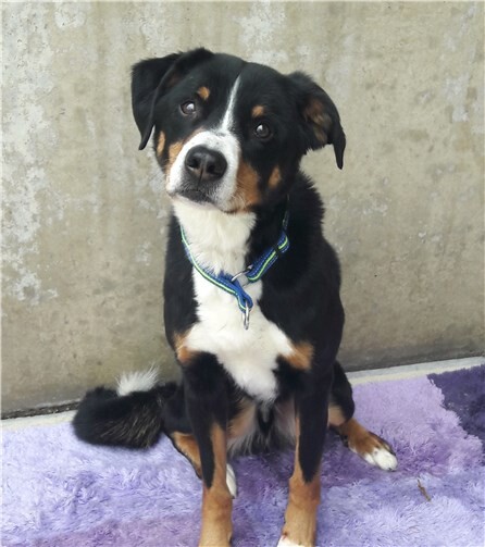 Henry sucht ein liebevolles Zuhause. Tierheim Andernach