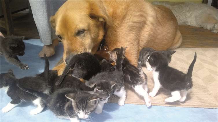 Henry und neun Katzenbabies (sechs bis acht Wochen).privat