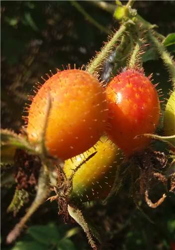 Herbstboten: Leuchtende Hagebutten.Birte Kümpel