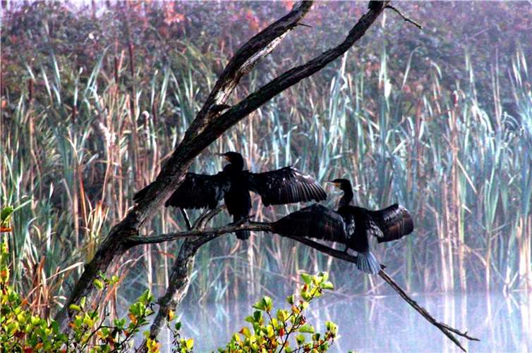 Herbstnebel in den Thürer Wiesen, aufgenommen von unserem Leser Dietmar Groß.Foto: Dietmar Groß