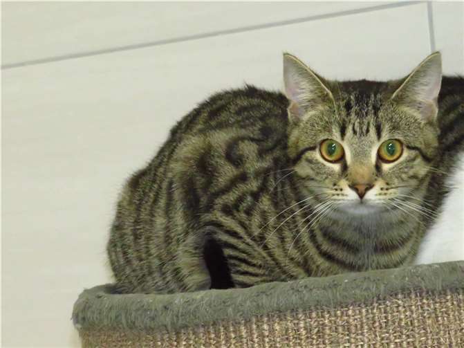 Herion  Fotos: Katzenhilfe Westerwald e. V.