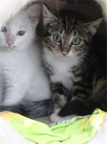 Herr Hiwchen, EKH, männlich und Hikory, EKH, weiblich