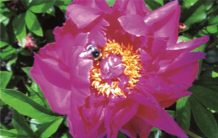 Herrlich erblühten bereits die Pfingstrosen.UJ