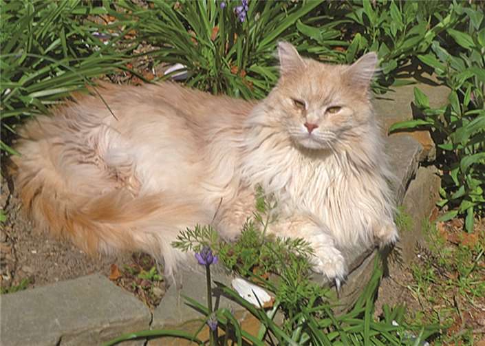 Heute hat Kater Geronimo einmal das Wort. privat