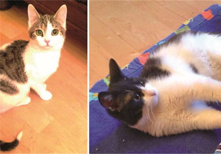 Hexi und Titus leben zusammen und sind tolle Familienkatzen. Katzenschutzfreunde Rhein-Ahr-Eifel