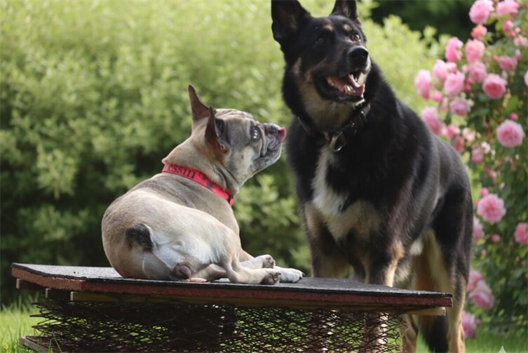 Hier: Freya und Hildi auf der Hundespielwiese