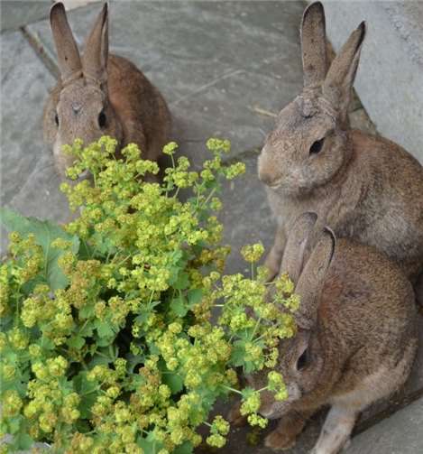 Hier drei der vier Vermittlungs-Kaninchen. Tierschutz Siebengebirge
