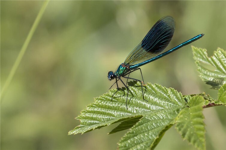Hier eine Calopteryx splendens