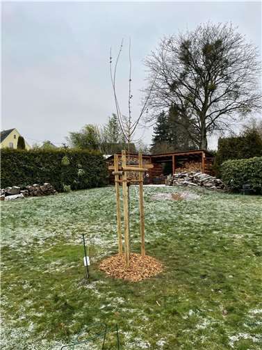 Hier hat ein junger Baum ein neues Zuhause gefunden. Das Bild ist eines der „Beweisfotos“ aus der Aktion „Bäume für Bürger“ aus dem letzten Jahr.  Foto: VG Montabaur/J. Schmidt