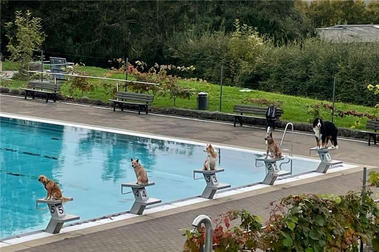 Hier können sich die Hunde wieder voll austoben.  Foto: privat
