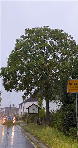 Hier rechts, soll es dann zum neuen Nahversorgungszentraum über einen Kreisverkehr gehen. Fotos: privat