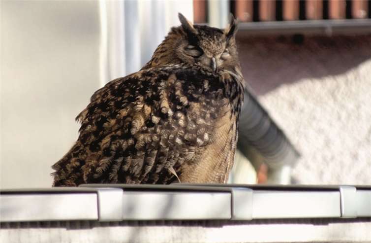 Hier sitzt der ungewohnte Besuch noch ganz entspannt auf dem Wohnungsbalkon und genießt die Sonne.Markus Polke