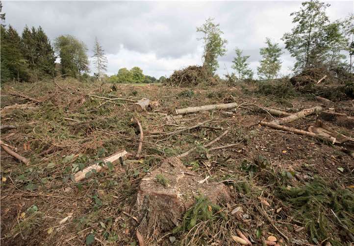 Hier stand zwei Wochen zuvor noch ein Fichtenwald.