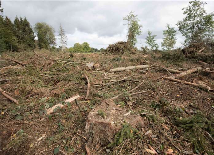 Hier stand zwei Wochen zuvor noch ein Fichtenwald.