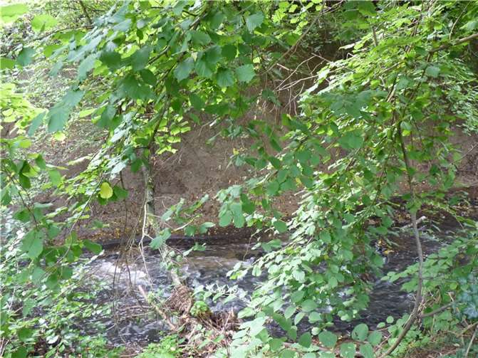 Hier stoßen Naturliebhaber und Hochwasserschutz aufeinander. Treibholz und im Bach liegendes Holz könnten im Flutfall zu ernsten Problemen führen. Daher fordert der Gemeinderat Brohl-Lützing die Entfernung von Treibholz.Foto: HE