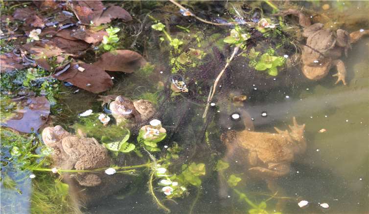 Hier teilen sich vier Krötenpärchen einen Laichplatz. Foto: WITE