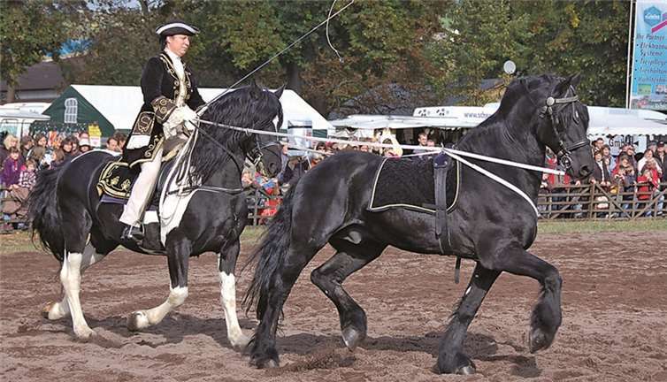 Highlight des Pferdemarktes – das unterhaltungsreiche Schauprogramm.
