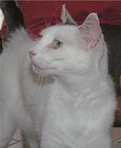 Hikari braucht ein Zuhause mit einer Katzenklappe, damit sie sich frei bewegen kann. privat