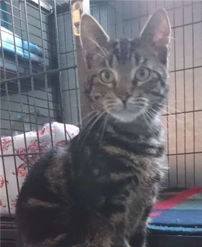 Hikaru ist zutraulicher und junger Kater, der sich sehr über ein neues zuhause freuen würde. privat