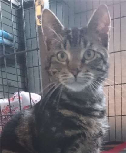 Hikaru könnte sich auch mit einer zweiten Katze im Haushalt anfreunden.  privat