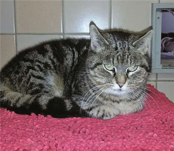 Hilda ist eine ganz bezaubernde, absolut schmusige und sehr freundliche Katzendame. privat