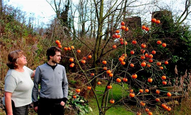 Hildegard Neustein und Sohn Christian freuen sich schon auf die reiche Kaki-Ernte nach den ersten eiskalten Tagen.-dl
