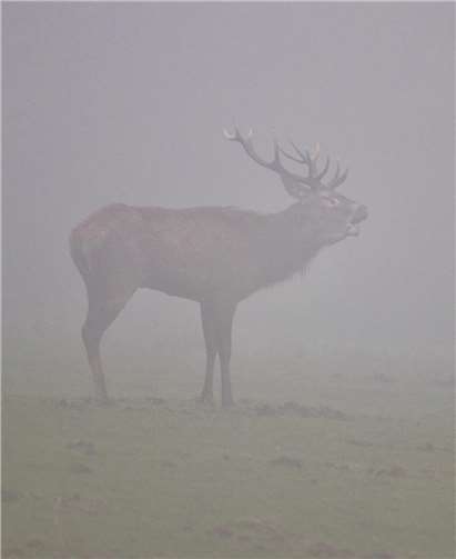 Hirsch im Nebel. Foto: Michael Frangen