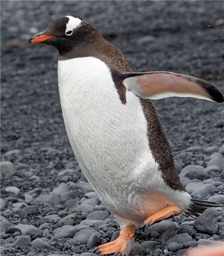 Hobbyfotograf Peter Bach zeigt Begegnungen mit der Tierwelt der Antarktis.Foto: Peter Bach