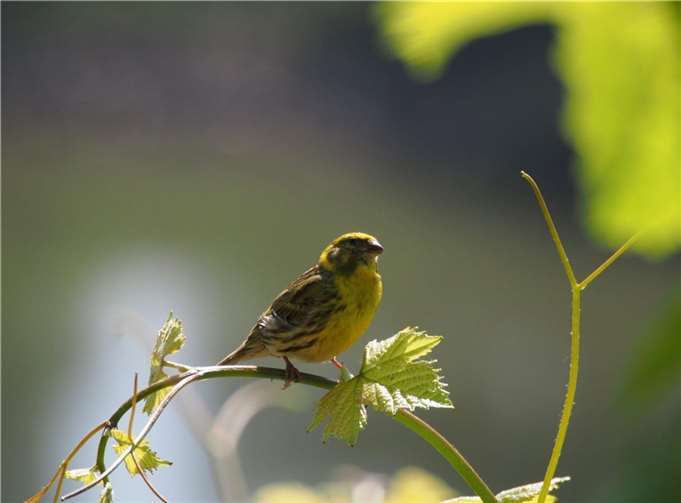 Hobbyfotograf Thomas Welz, Bruttig, zeigt im Rahmen der Woche der Artenvielfalt 2023, Aufnahmen von Flora und Fauna rund um die Bruttiger Götterlay. Foto: Thomas Welz, Bruttig-Fankel