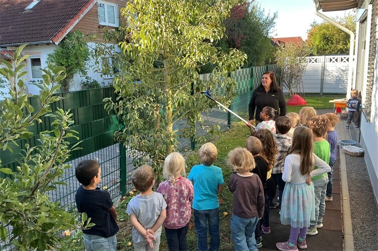 Hoch konzentriert ernten die Kinder der Kita Pusteblume-Löwenzahn das reife Obst von den Bäumen