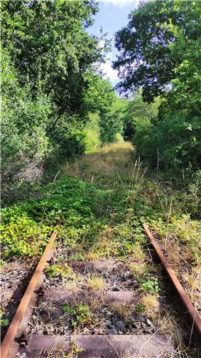 Höchstberg: Die Gleise wachsen wieder zu.