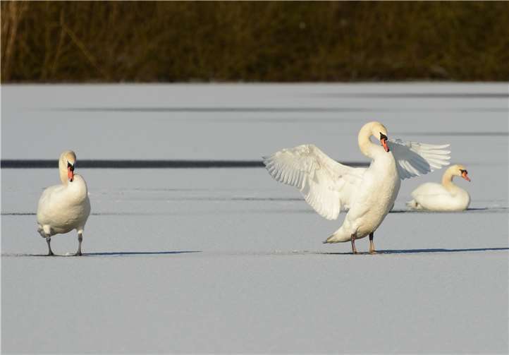 Höckerschwäne auf dem zugefrorenen Brinkenweiher . Fotos: Harry Neumann/NI